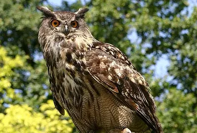 Gufo reale erasiatico