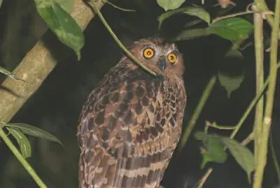 Gufo pescatore della Malesia