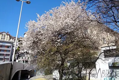 Neuchâtel cerisier en fleurs