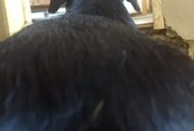 JACARÉ