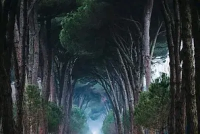 Bosques Pisa Italia jigsaw puzzle