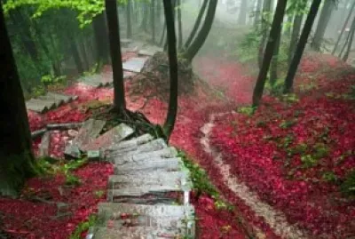 Bosques misticos en Suiza