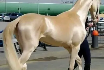 Caballo dorado jigsaw puzzle