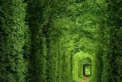 Tunel de arboles Ucrania jigsaw puzzle