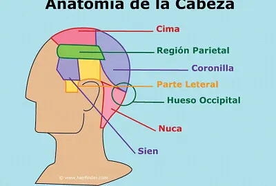 parte de la cabeza