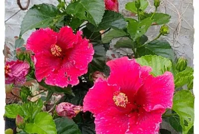 花卉