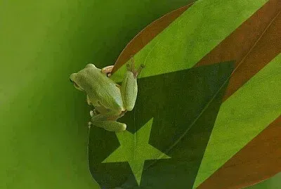 Coquí de Puerto Rico