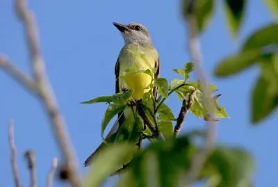 Tiranno melancholicus