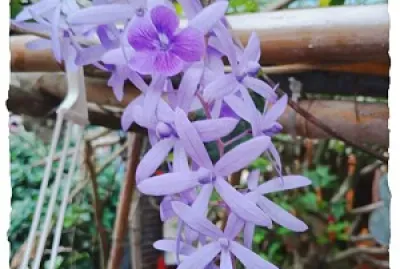 花卉