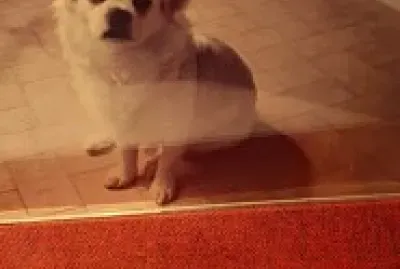 פאזל של tristan