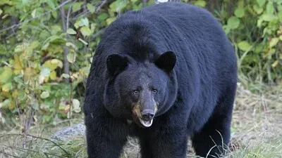 canadian black bear