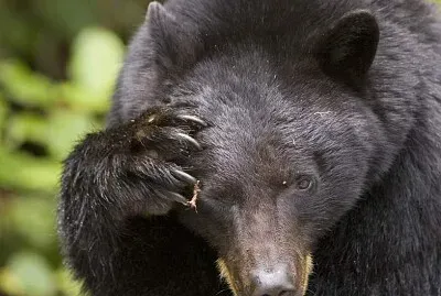 canadian black bear 2