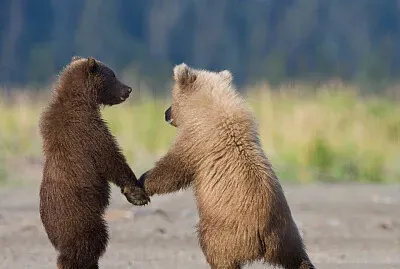 grizzly bear cubs