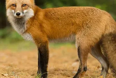 canadian red fox