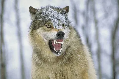 eastern timber wolf not so happy