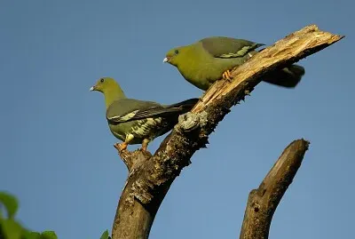 Piccione verde del Madagascar