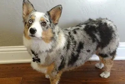 פאזל של Auastralian shepherd