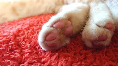 Para de gatinho jigsaw puzzle