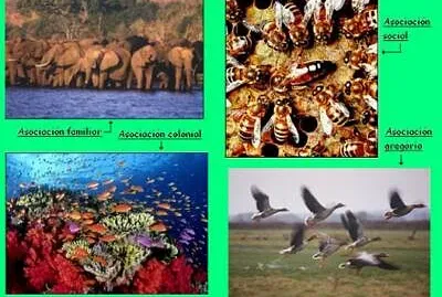 פאזל של RELACIONES INTRAESPECÍFICAS