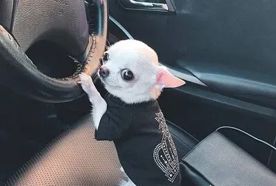 chihuahua