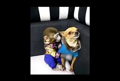 chihuahua y mono jigsaw puzzle