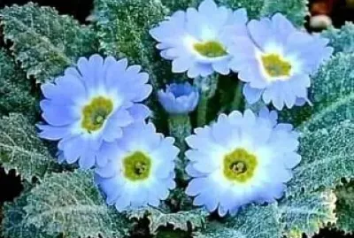 APAIXONADA POR FLORES