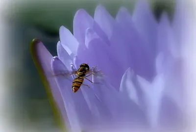 Syrphe sur nénuphar