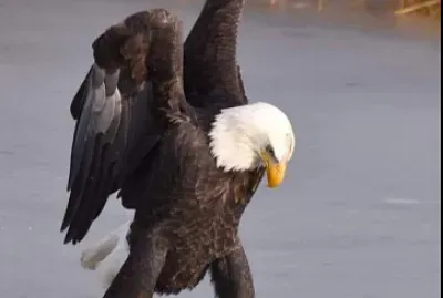 פאזל של aguila