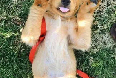 פאזל של un perrito mostrando la pancita