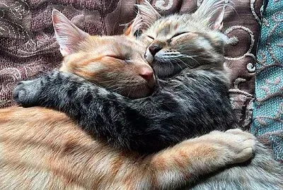 פאזל של dos gatos abrazados y durmiendo
