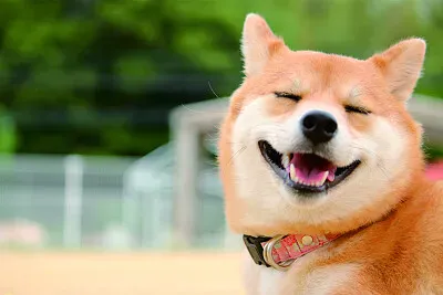 פאזל של 可愛動物