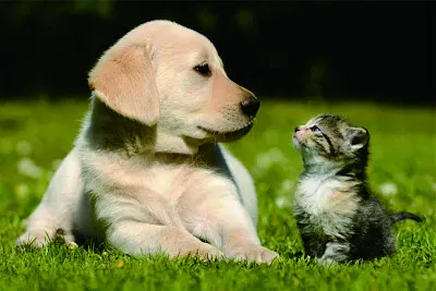 פאזל של 可愛動物