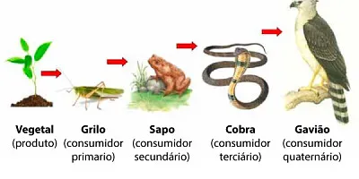 פאזל של Cadeia alimentar