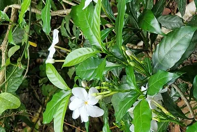 Jardín Botánico, Universidad de Puerto Rico
