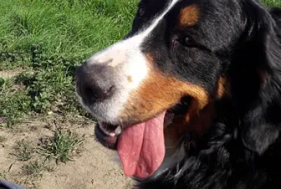 Cora Scvhlabberzunge jigsaw puzzle