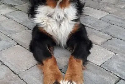 Cora ca 2 Monate bei uns