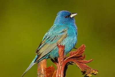Passerina cyanea