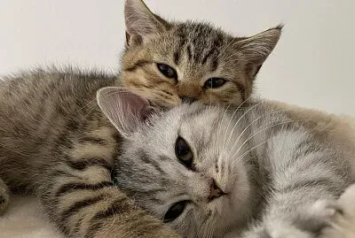gatinhos