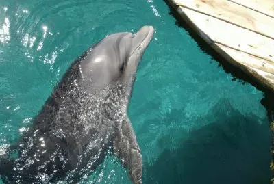 ×ª×ž×•× ×•×ª ×—×ž×•×“×•×ª...