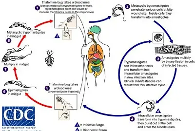 Ciclo biológico
