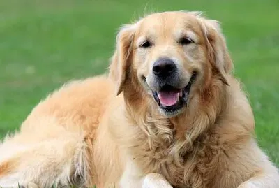 un golden acostado en el pasto jigsaw puzzle