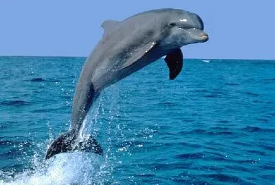 delfin