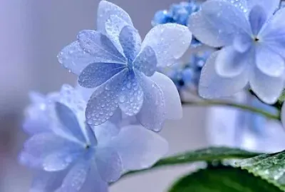 Flores azuis