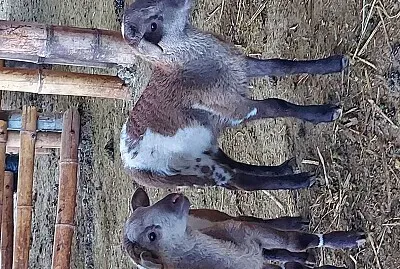 פאזל של EN LA GRANJA