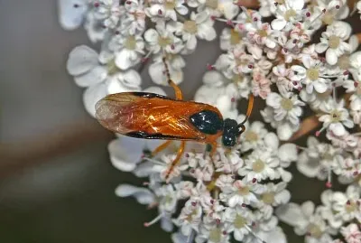 Arge ochropus
