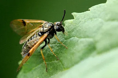 Arge rustica