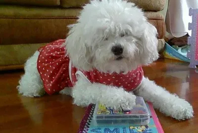 Perrita Colegiala jigsaw puzzle