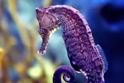 פאזל של Caballito de mar Morado