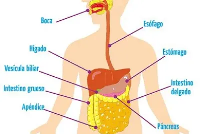 sistema digestivo
