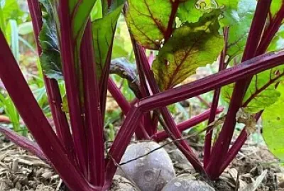 פאזל של imagem